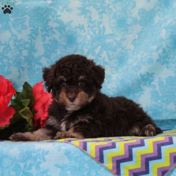 Monkey, Toy Poodle Puppy